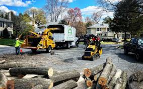 Best Hazardous Tree Removal  in Bothell, WA