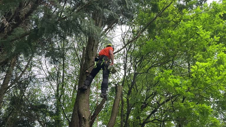 Best Root Management and Removal  in Bothell, WA