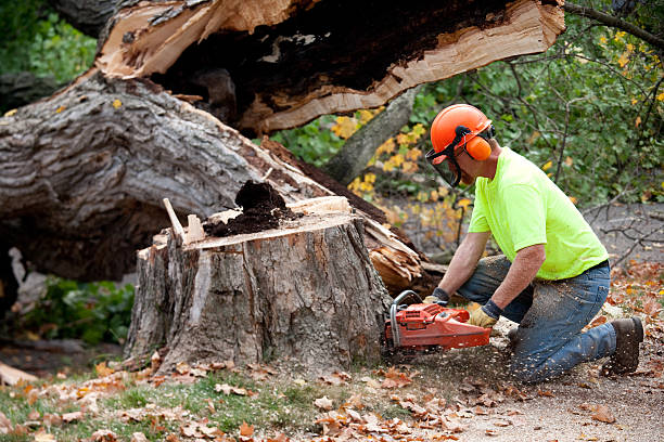 Best Arborist Consultation Services  in Bothell, WA