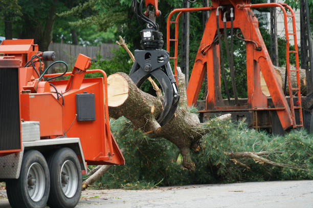 Best Lawn Renovation and Restoration  in Bothell, WA