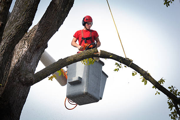 Best Leaf Removal  in Bothell, WA