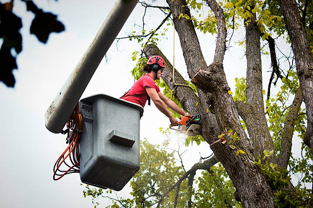 Best Tree Risk Assessment  in Bothell, WA