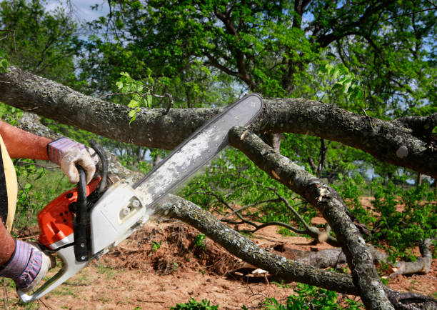 Best Tree Health Inspection  in Bothell, WA